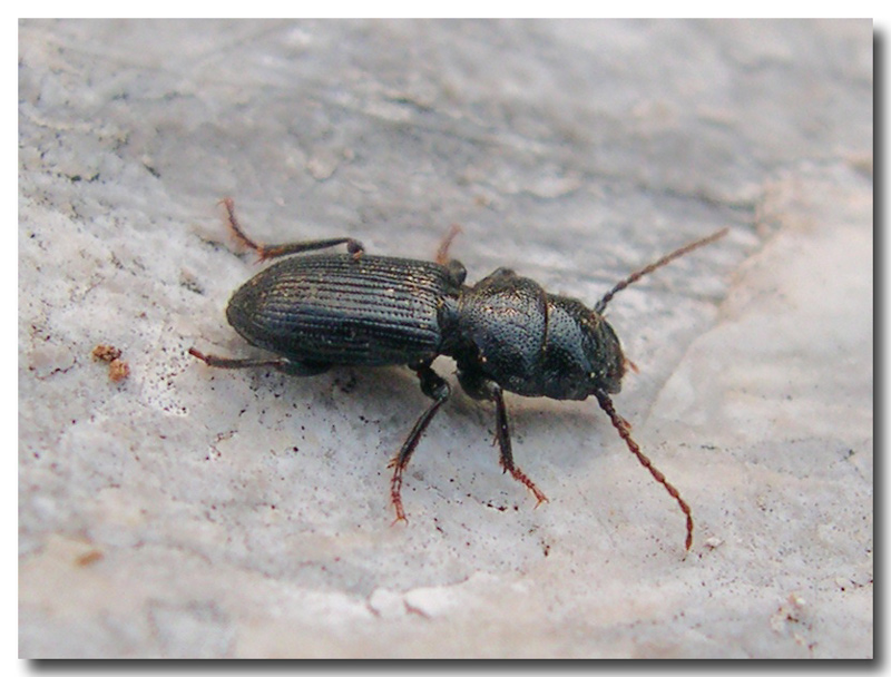 Incontri di stagione: Ditomus clypeatus, Carabidae fitofago